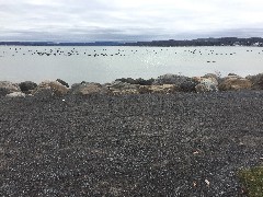 ducks; Canandaigua Lake; rotated